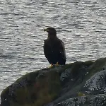 Stort Hus Ved Sjokanten * Karlsøy